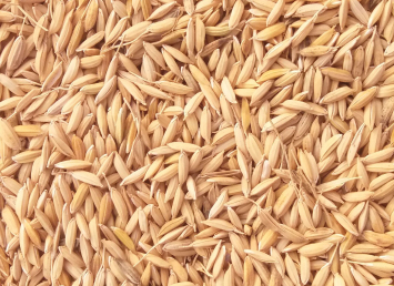 Rice Husk